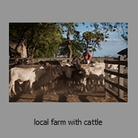 local farm with cattle